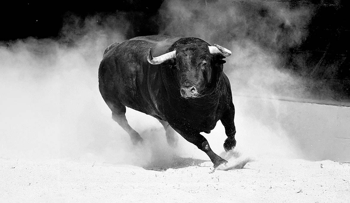 A bull running on sandy terrain