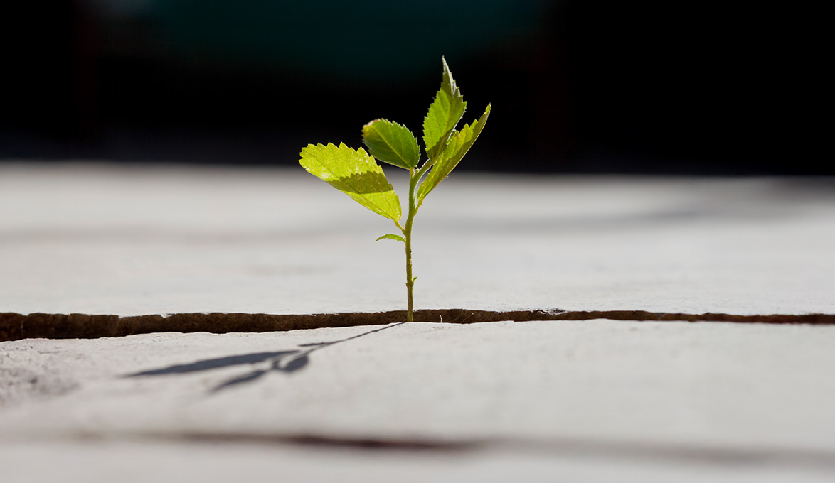A plant sprouting from cracked concrete