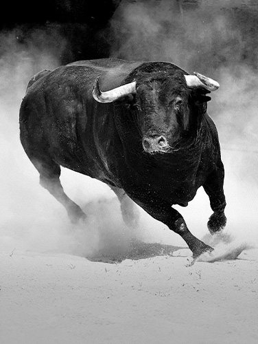 Thumbnail for Bull Market Remains Intact as Earnings Momentum Builds