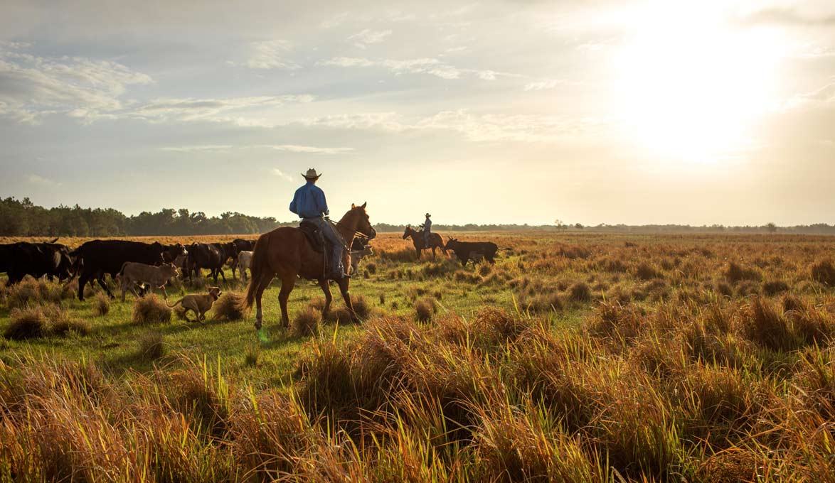 Horses Hearding Cattle on a Farm