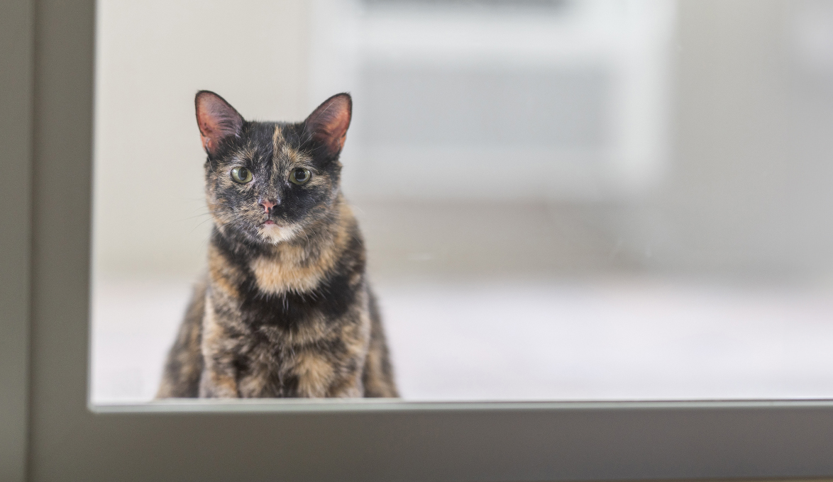 Emily Mort's cat