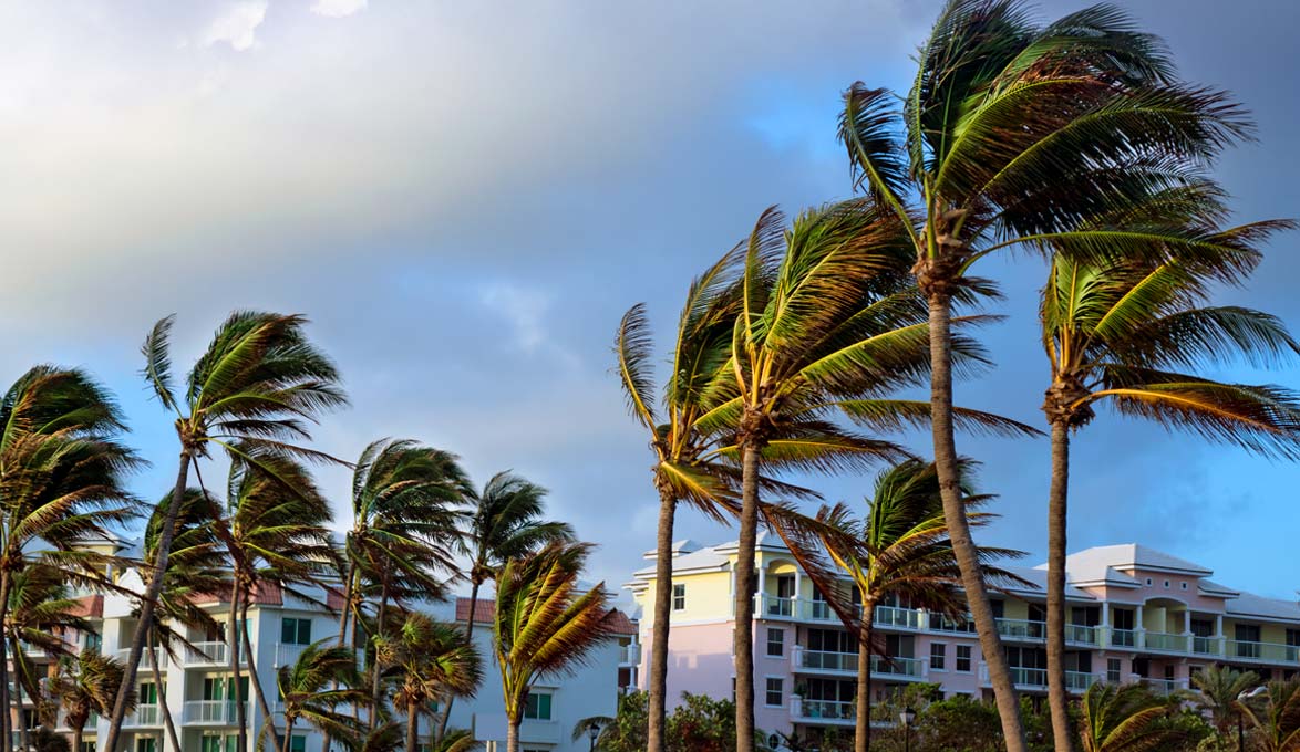 palm trees and strong wind