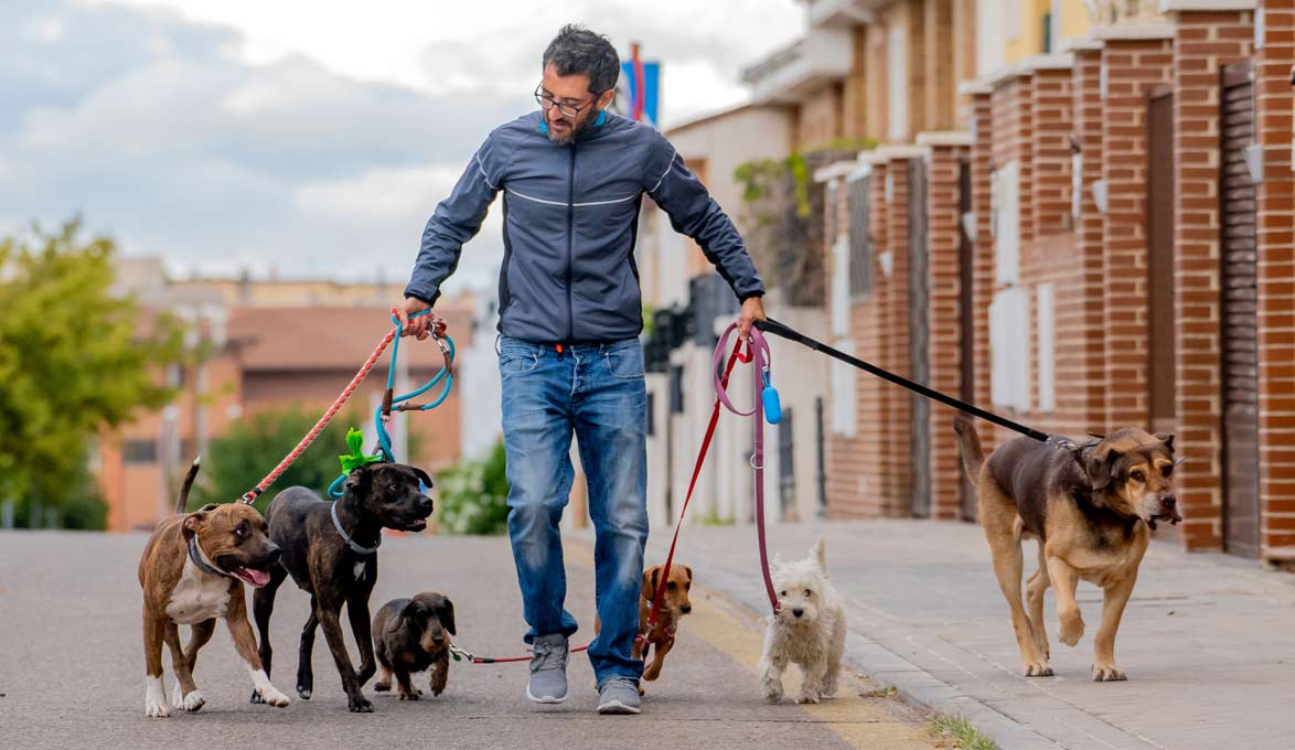 Man with a dog walking business