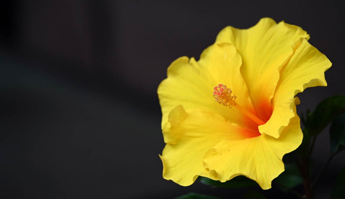 yellow flower by jackie smith
