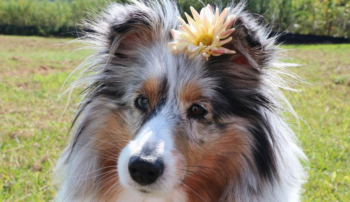 pepper the dog by Maddi Raby