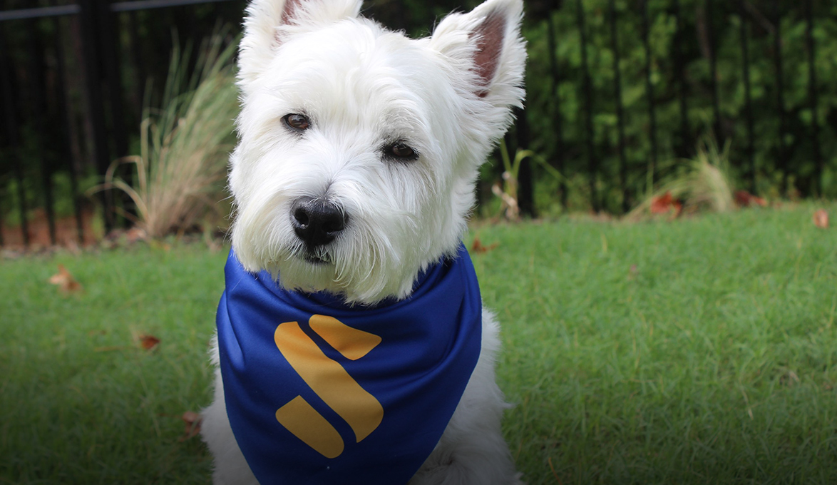 Sully the West Highland White Terrier